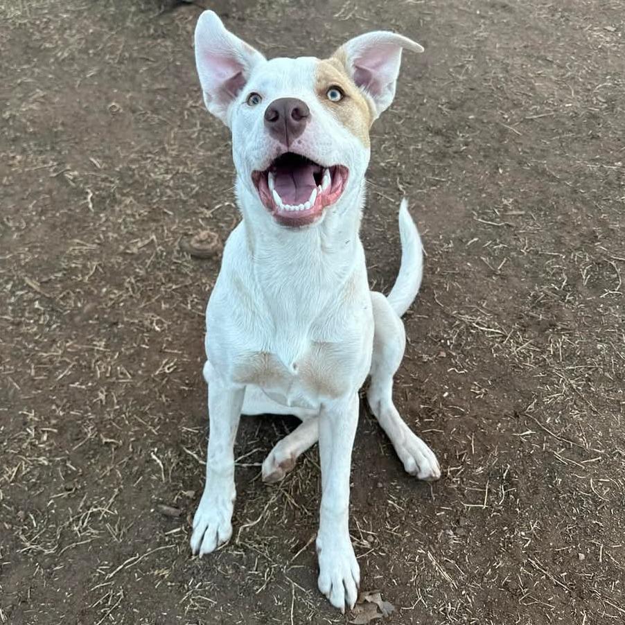 Enlarge Primrose, a Adoptable mixed breed in Duncan, OK image 4/6