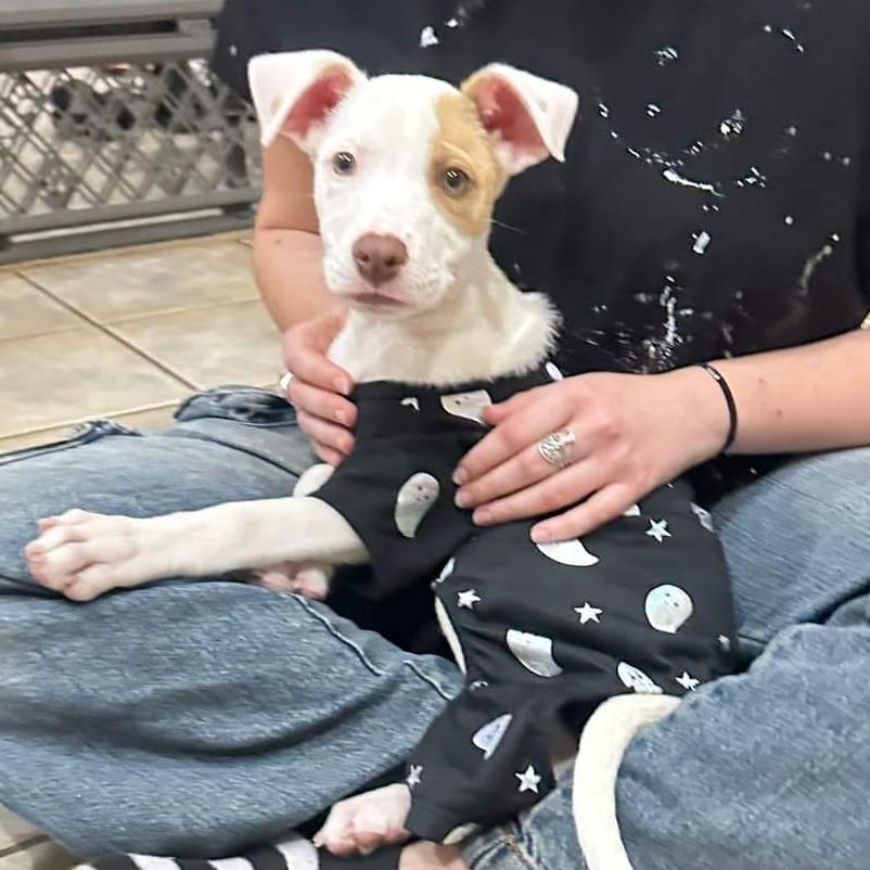 Enlarge Primrose, a Adoptable mixed breed in Duncan, OK image 5/6