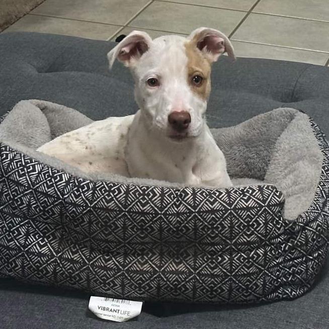 Enlarge Primrose, a Adoptable mixed breed in Duncan, OK image 6/6