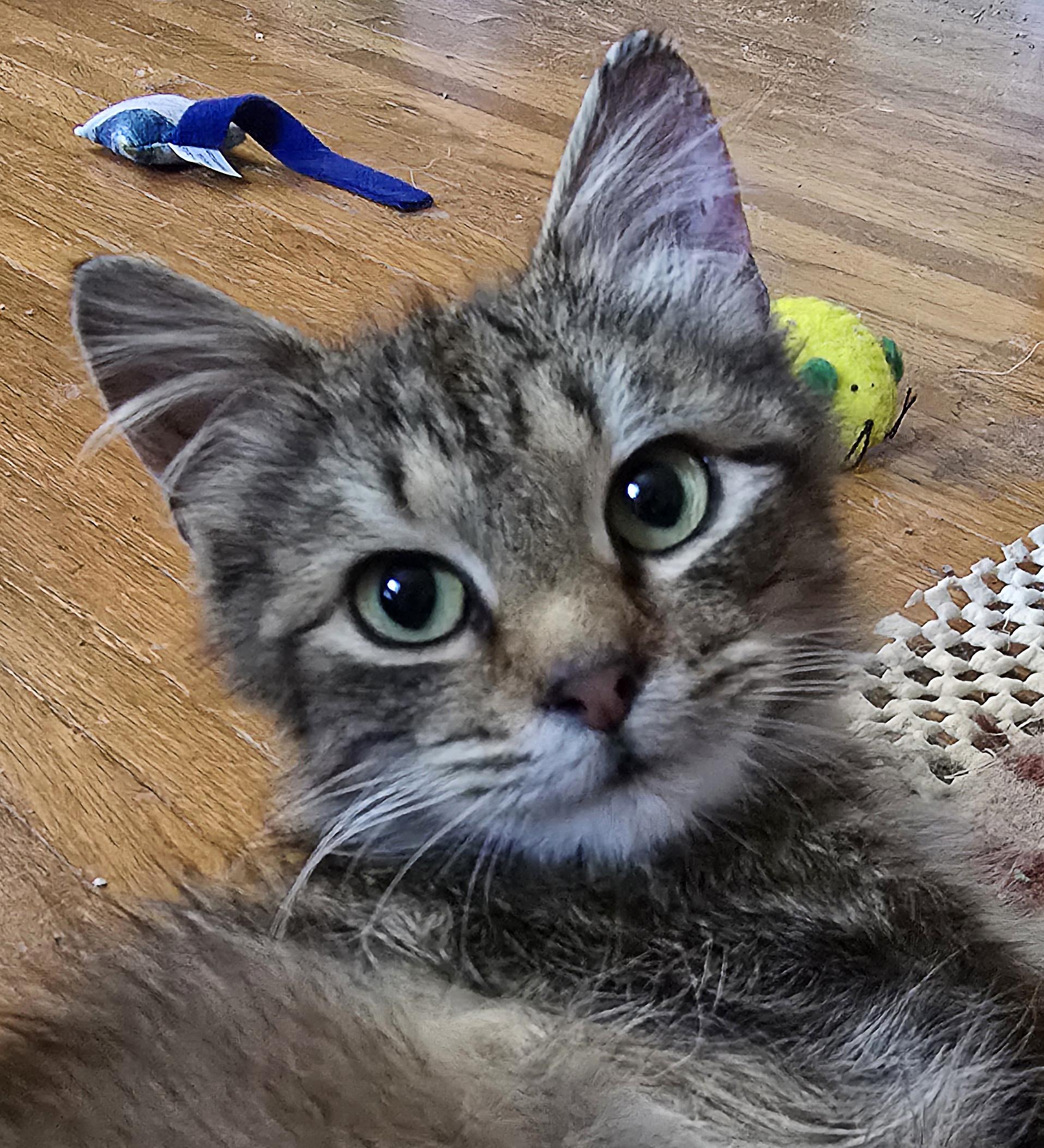 Sariah, adoptable, Adult Female Domestic Long Hair.