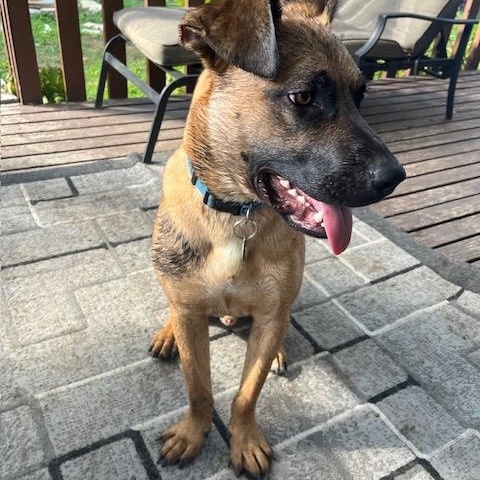 Enlarge Gunner, a Adoptable Mixed Breed in Saskatoon, SK image 6/6