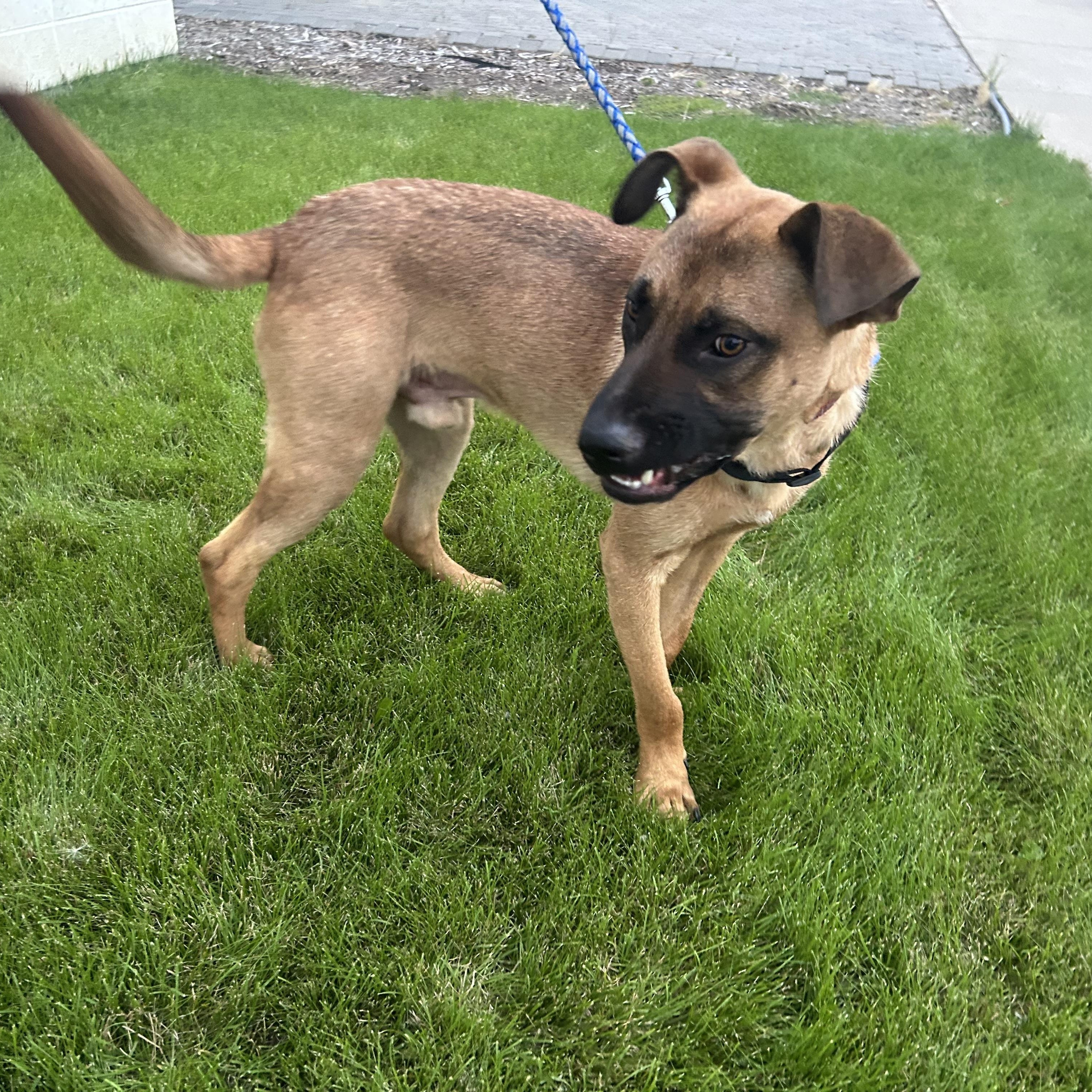 Enlarge Gunner, a ADOPTABLE Mixed Breed in Saskatoon, SK image 6/6