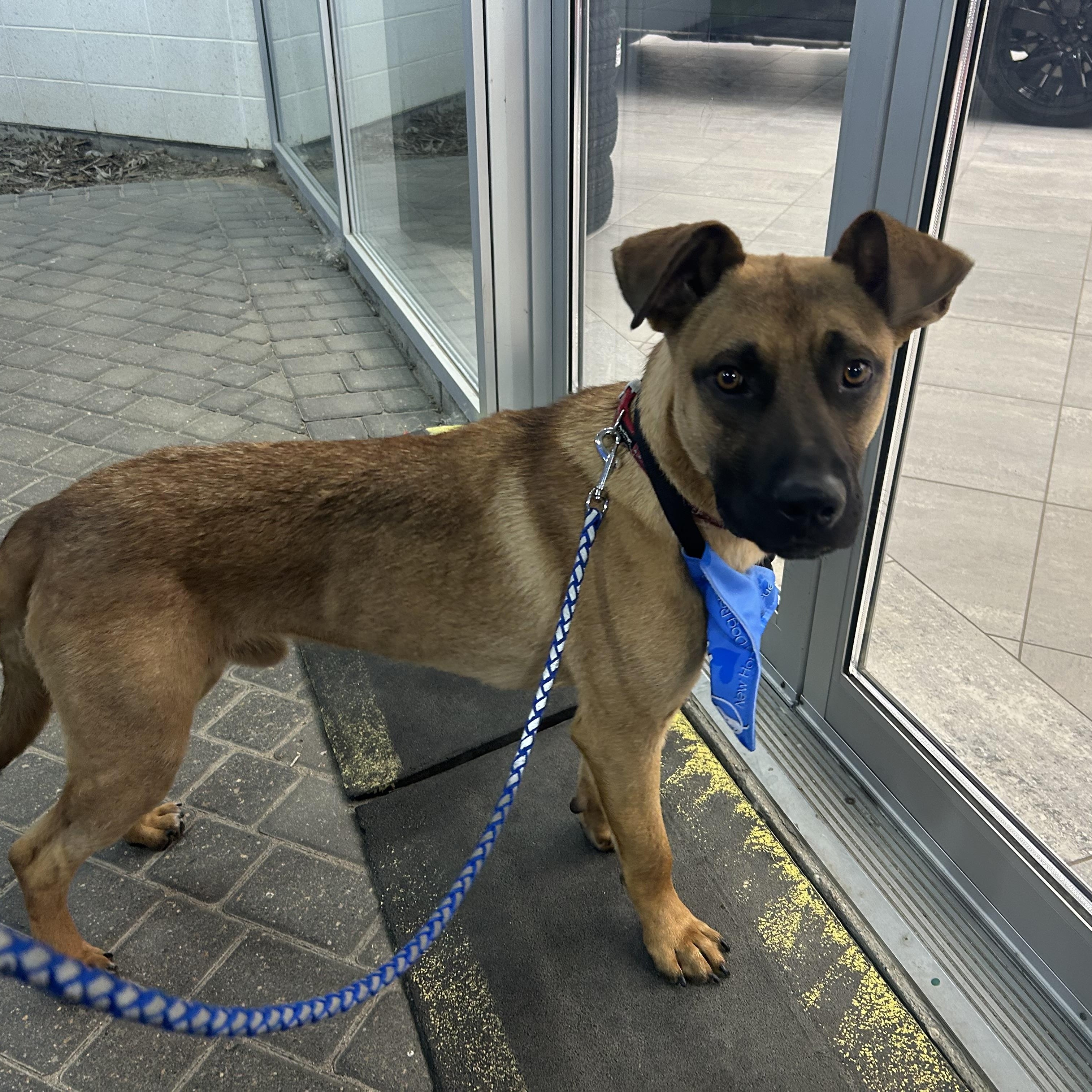 Enlarge Gunner, a ADOPTABLE Mixed Breed in Saskatoon, SK image 3/6