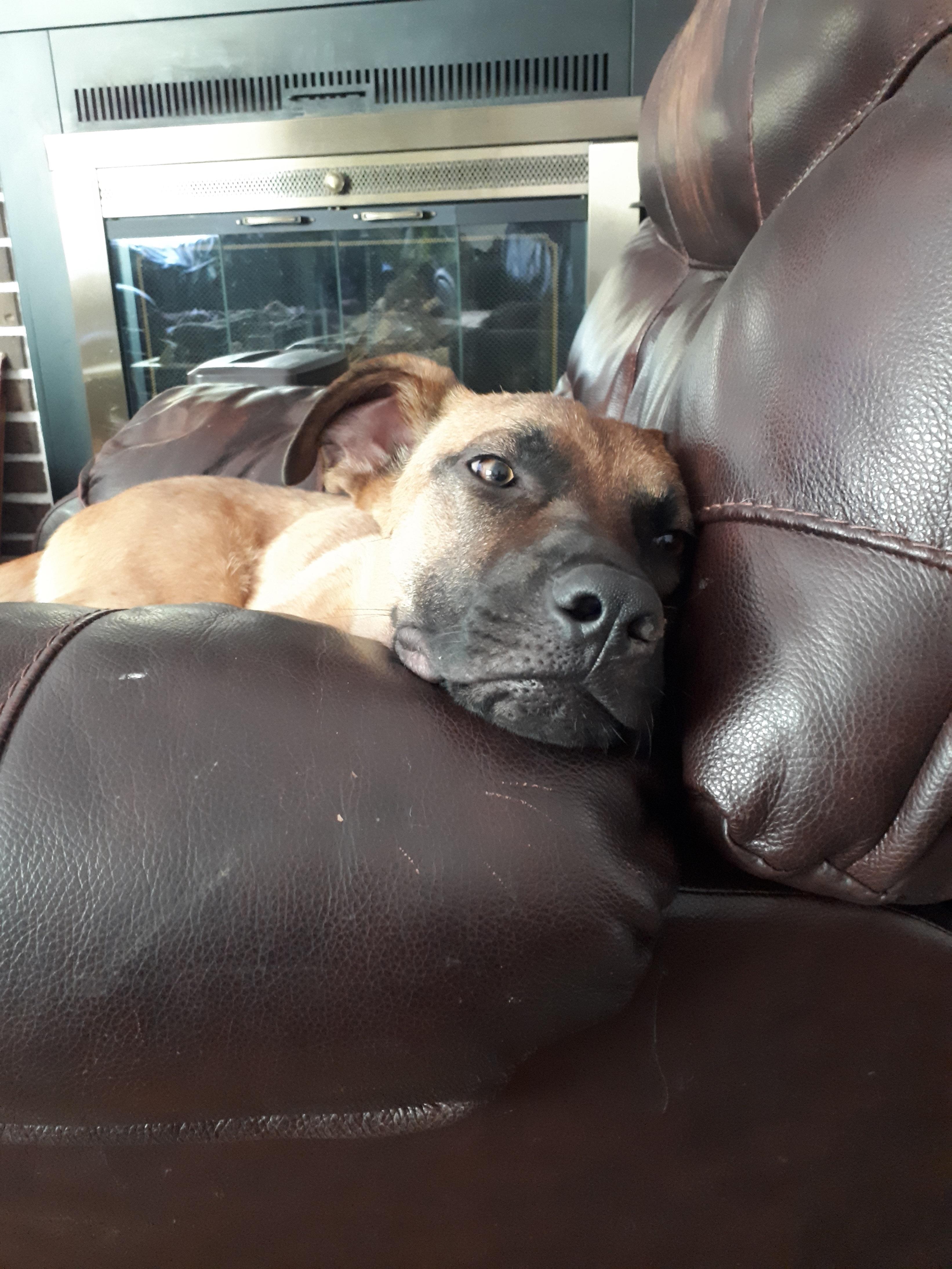 Enlarge Gunner, a ADOPTABLE Mixed Breed in Saskatoon, SK image 5/6