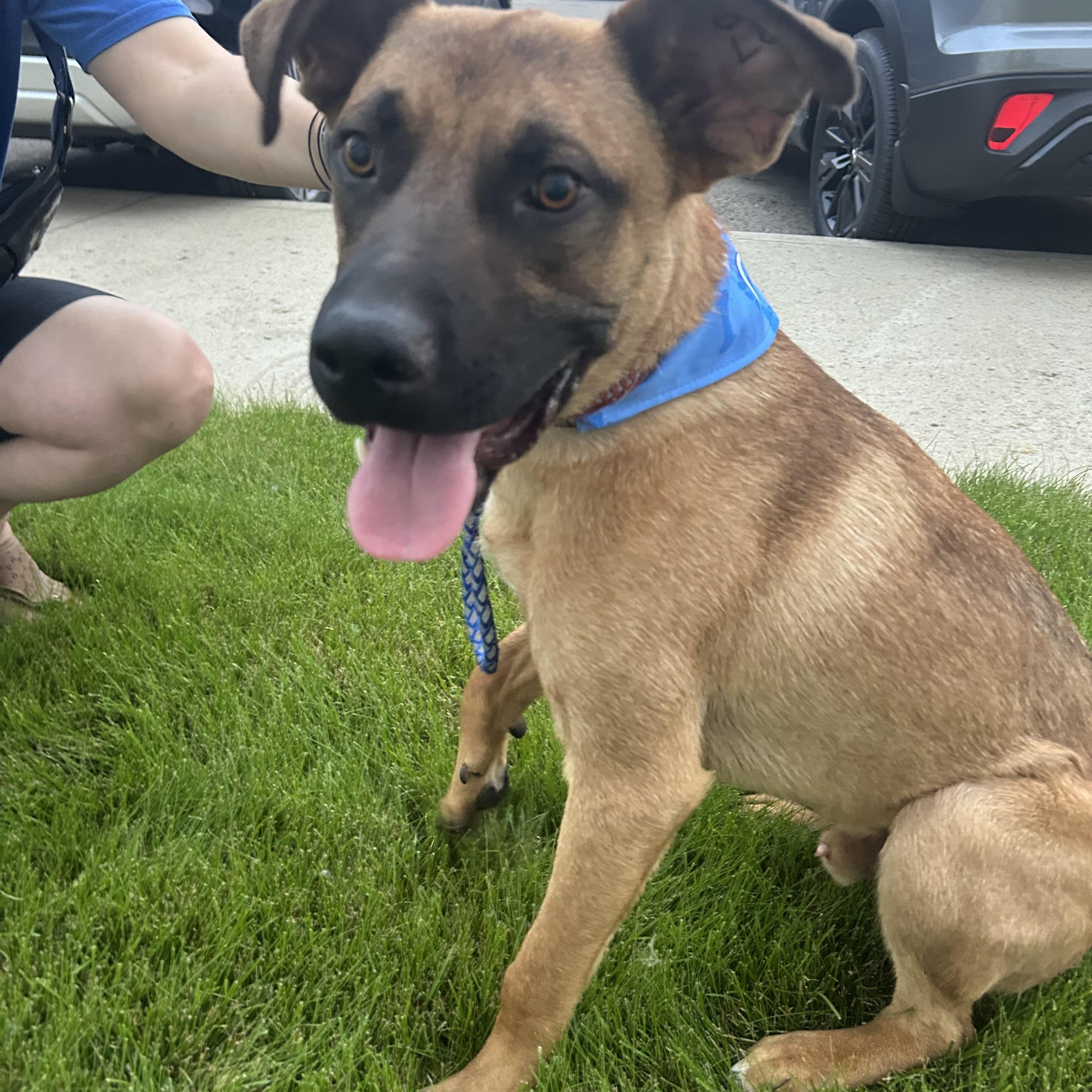Enlarge Gunner, a ADOPTABLE Mixed Breed in Saskatoon, SK image 2/6
