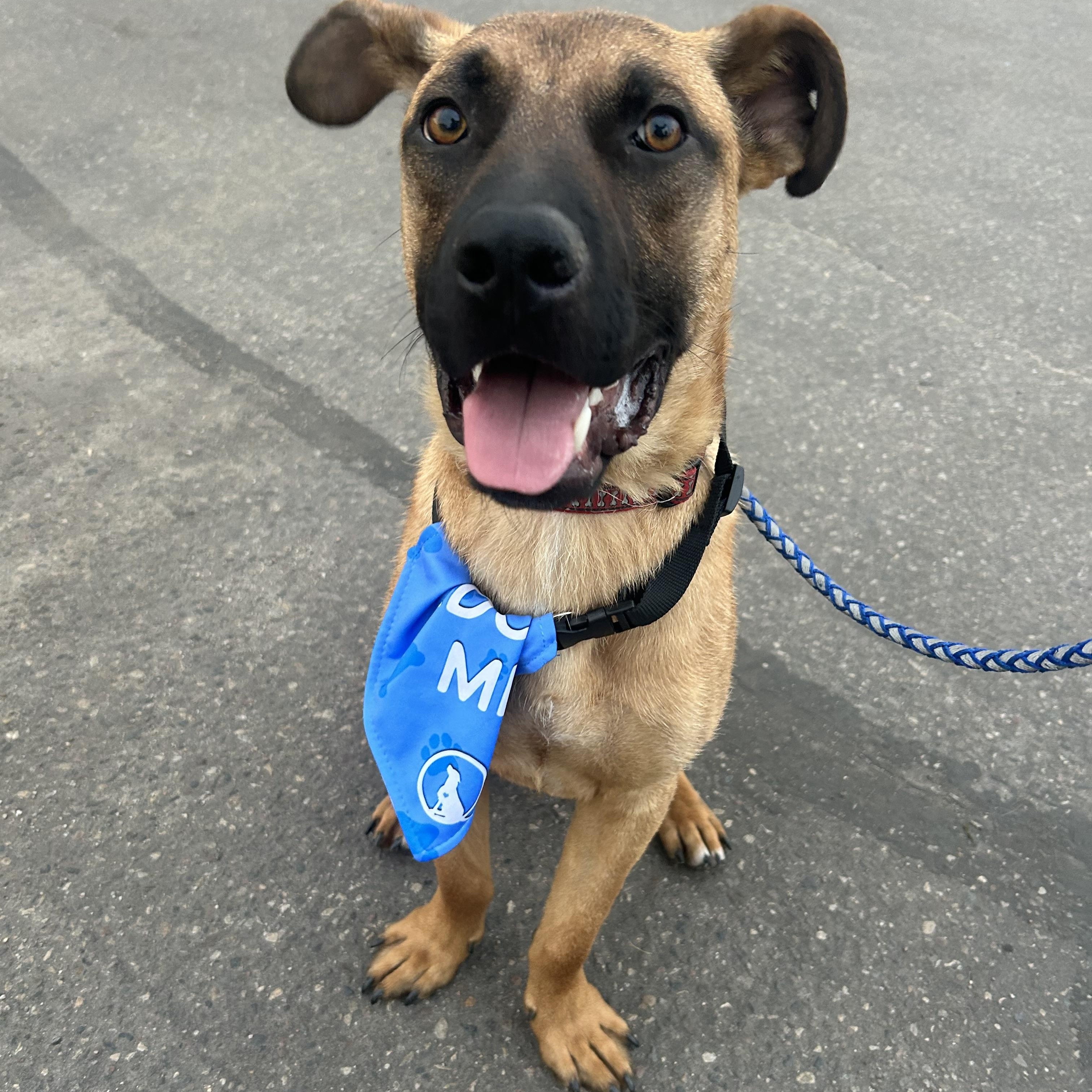 Enlarge Gunner, a ADOPTABLE Mixed Breed in Saskatoon, SK image 1/6