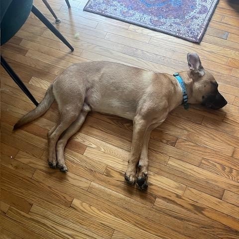 Enlarge Gunner, a Adoptable Mixed Breed in Saskatoon, SK image 2/6