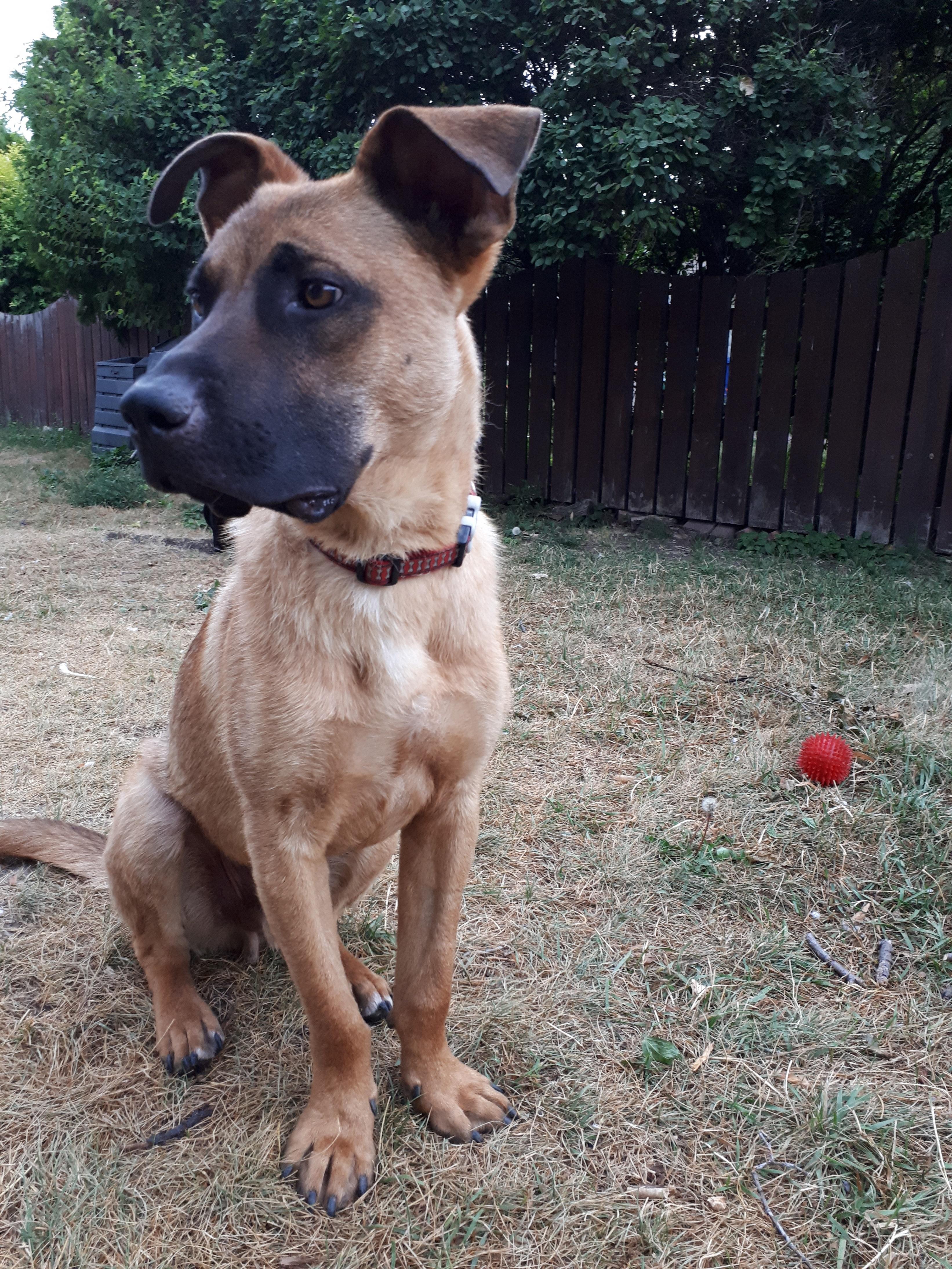 Enlarge Gunner, a ADOPTABLE Mixed Breed in Saskatoon, SK image 4/6