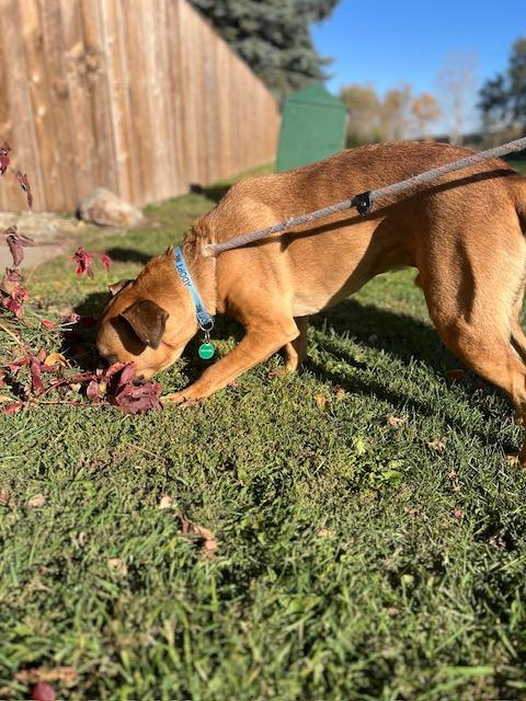 Enlarge Gunner, a Adoptable Mixed Breed in Saskatoon, SK image 4/6
