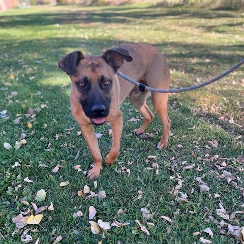 Gunner, Adoptable, Young Male Mixed Breed.
