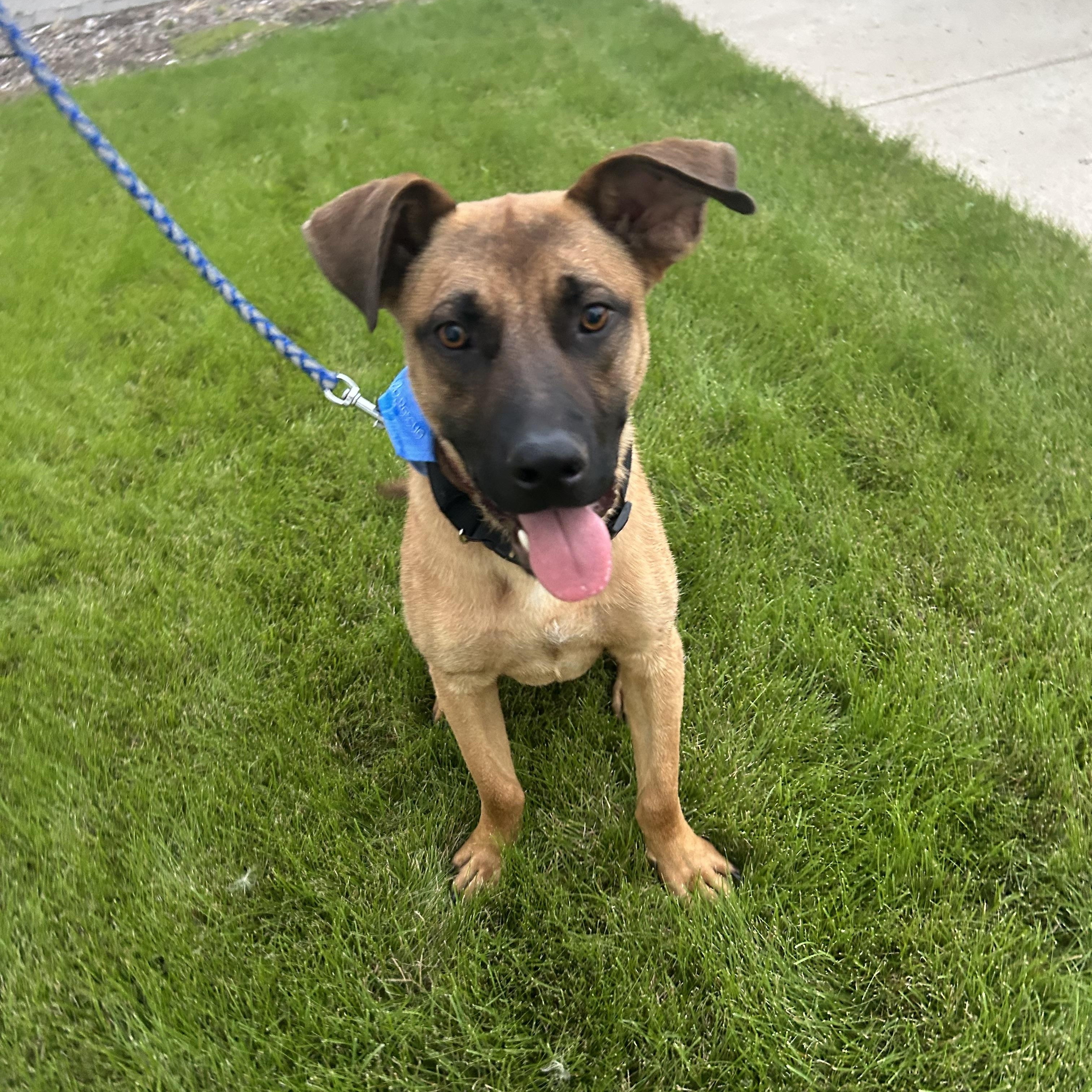 Gunner, Adoptable, Young Male Mixed Breed.