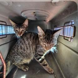 Tom, Adoptable, Young Male Domestic Short Hair.