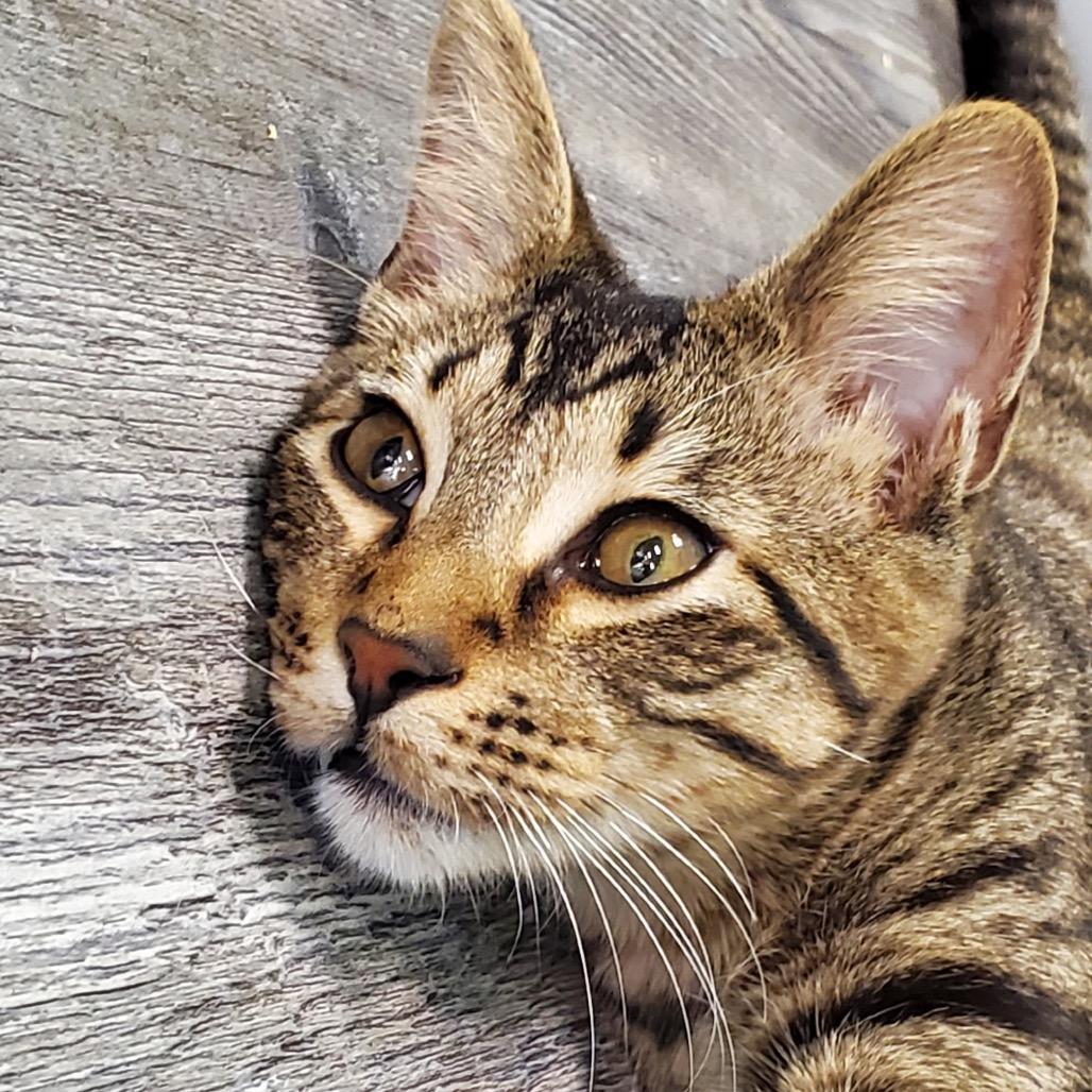 Enlarge Tom, a Adoptable Domestic Short Hair in Lake Jackson, TX image 2/2