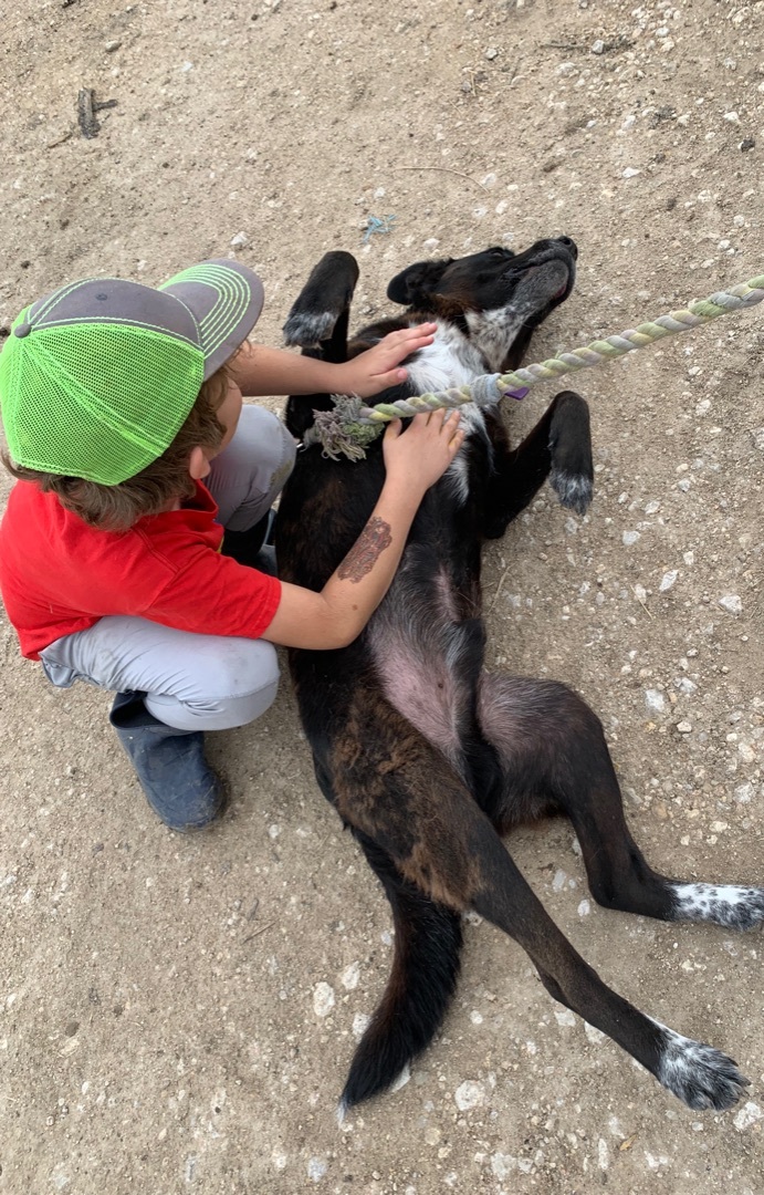 Enlarge Trip , a Adoptable mixed breed in Schertz, TX image 1/6