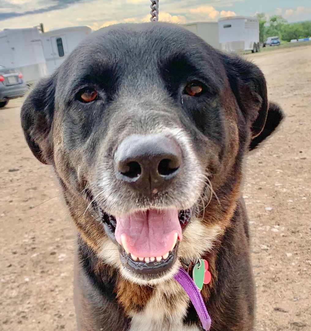 Enlarge Trip , a Adoptable mixed breed in Schertz, TX image 2/6