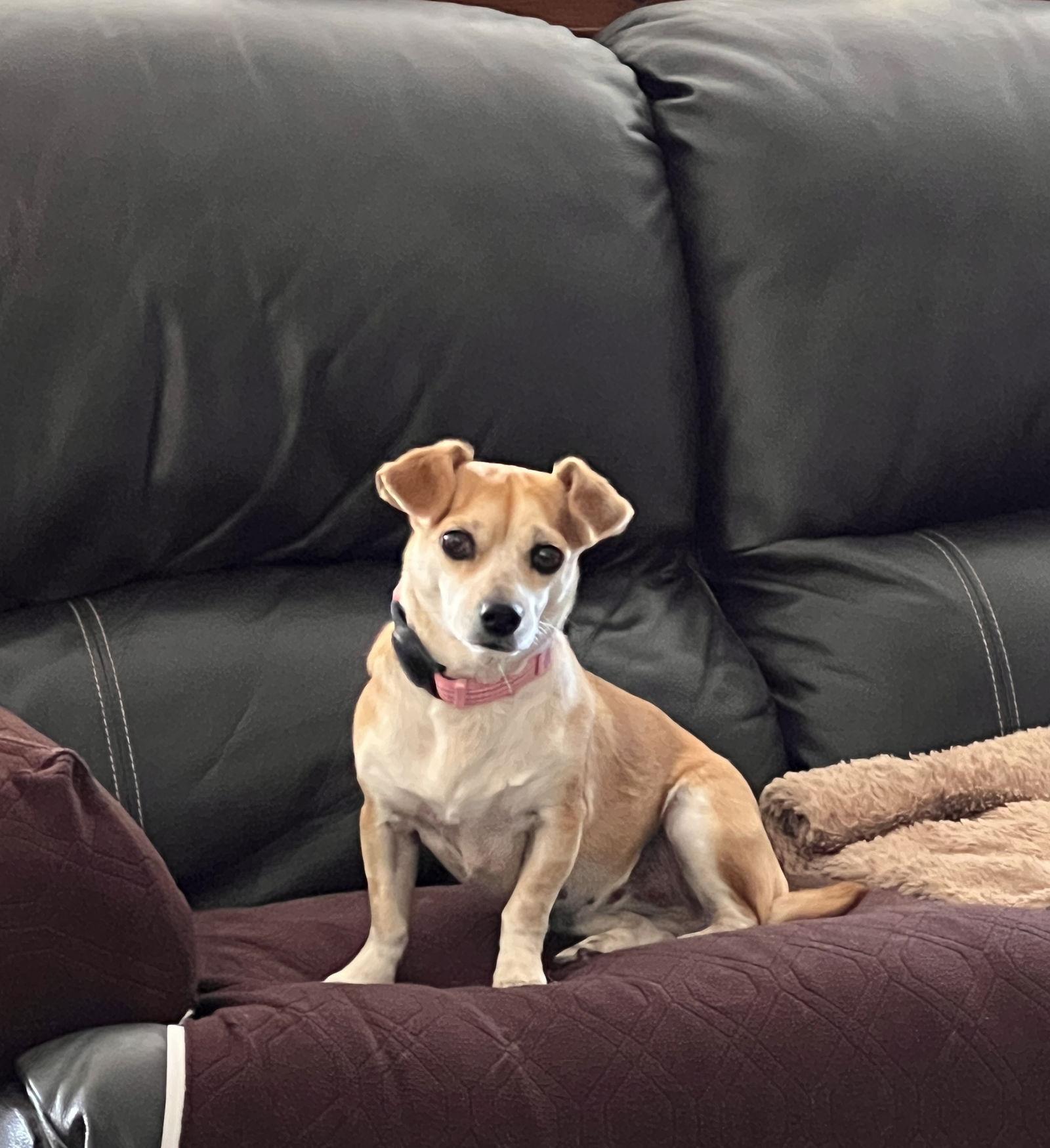 Gidget, Adoptable, Adult Female Chihuahua.