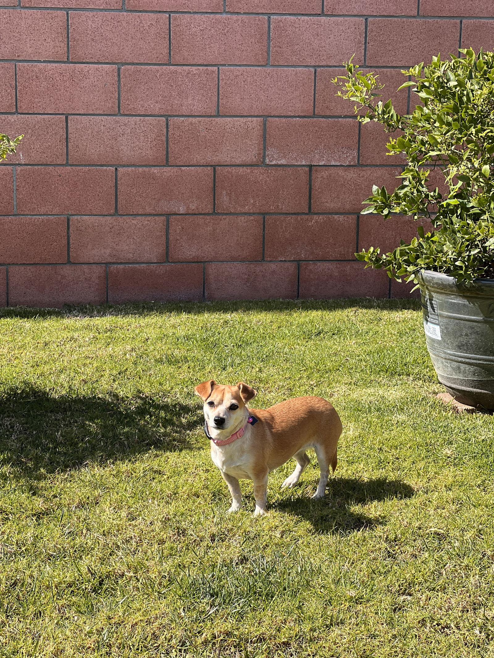 Gidget, a Adoptable Chihuahua in Orange, CA image 3/3