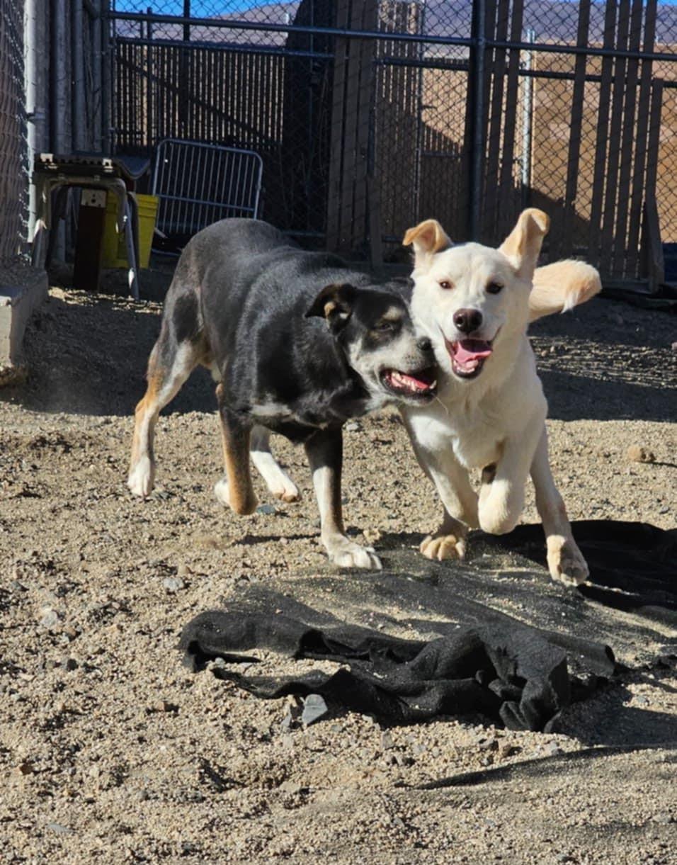 Enlarge Burton, a Adopted mixed breed in Silver Springs, NV image 1/3