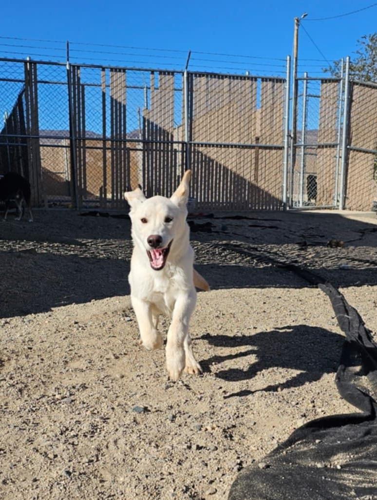 Enlarge Burton, a Adopted mixed breed in Silver Springs, NV image 2/3