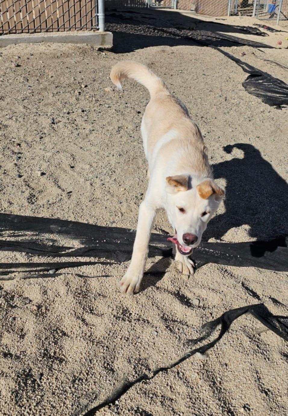 Enlarge Burton, a Adopted mixed breed in Silver Springs, NV image 3/3