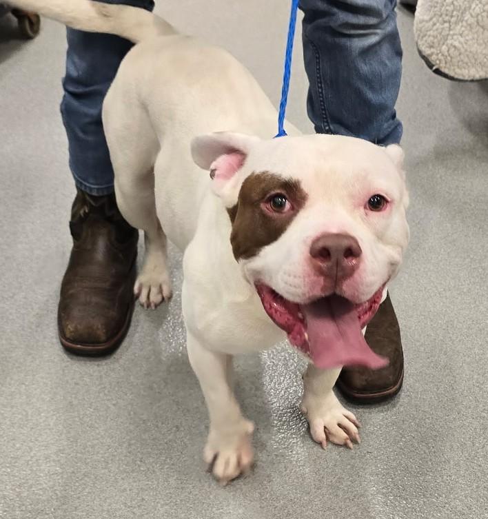 26-341 Screech, an adopted mixed breed in Amityville, NY image 2/2