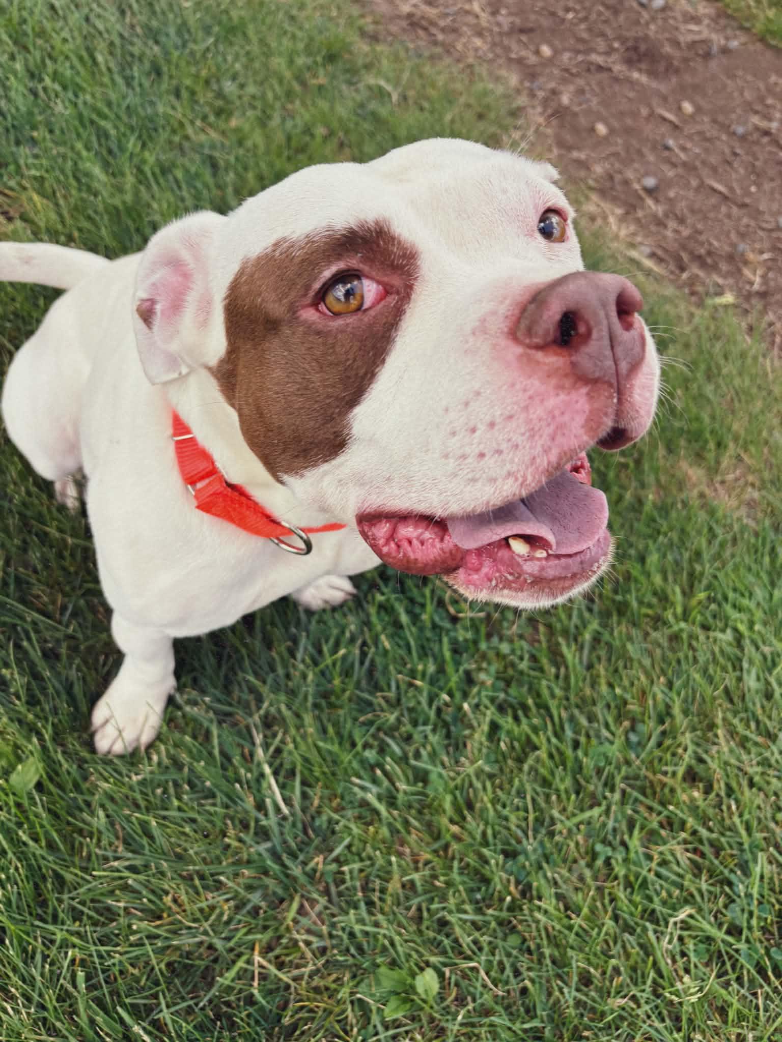 26-341 Screech, adopted, Adult Male Pit Bull Terrier & American Bully.