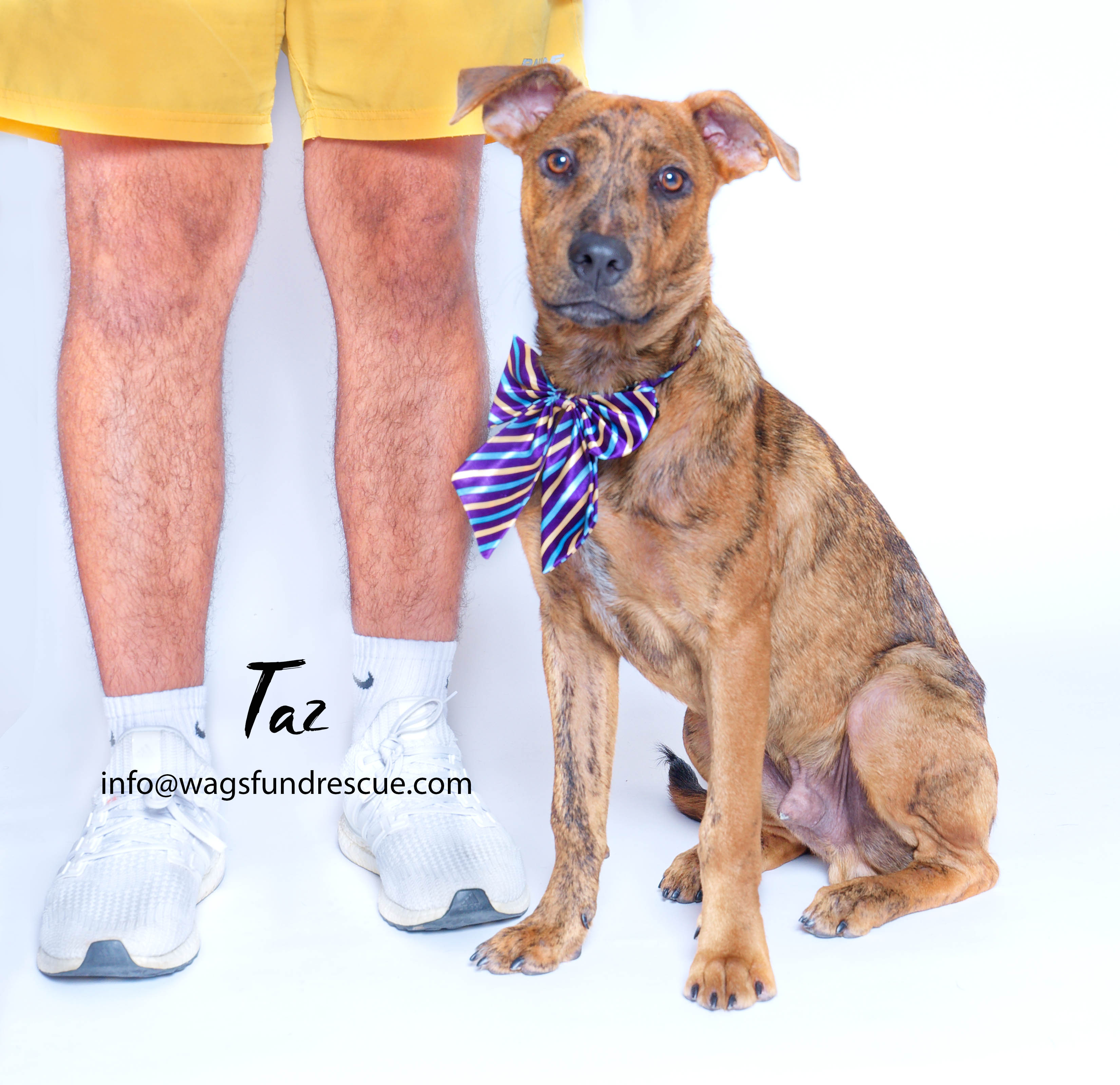 Taz, a Adoptable mixed breed in Houston, TX image 6/6