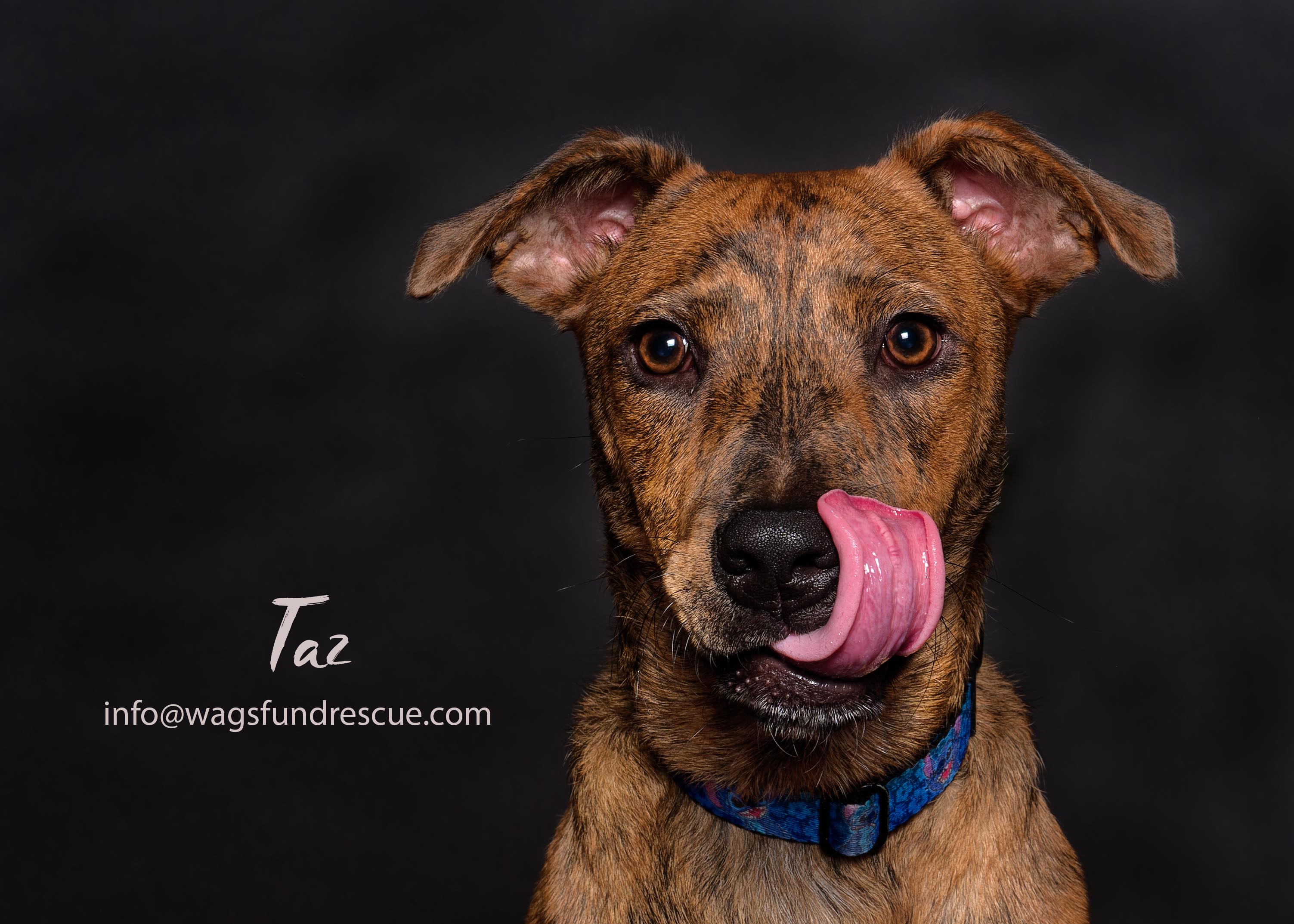 Taz, Adoptable, Young Male Plott Hound & Retriever.
