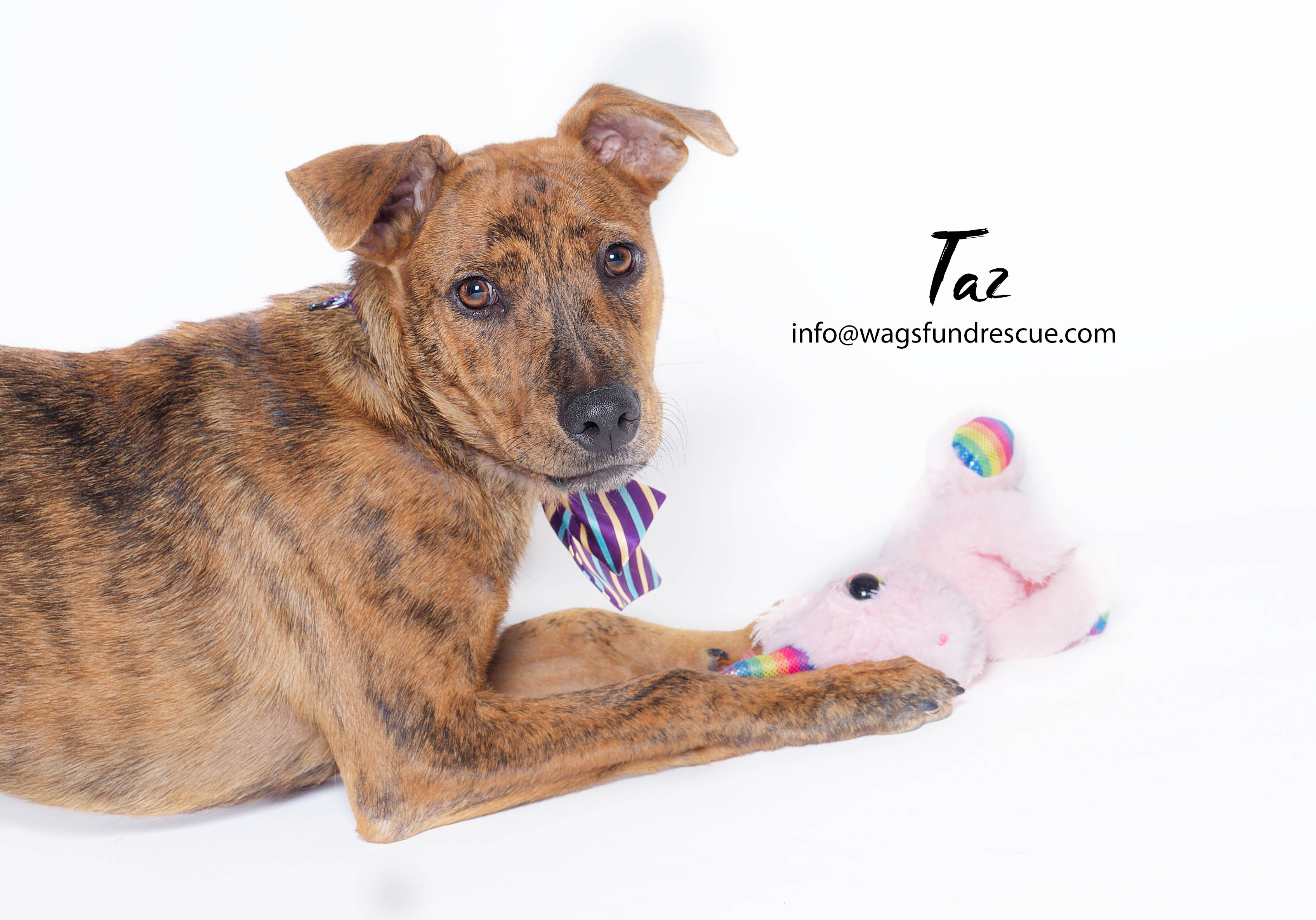 Taz, a Adoptable mixed breed in Houston, TX image 4/6