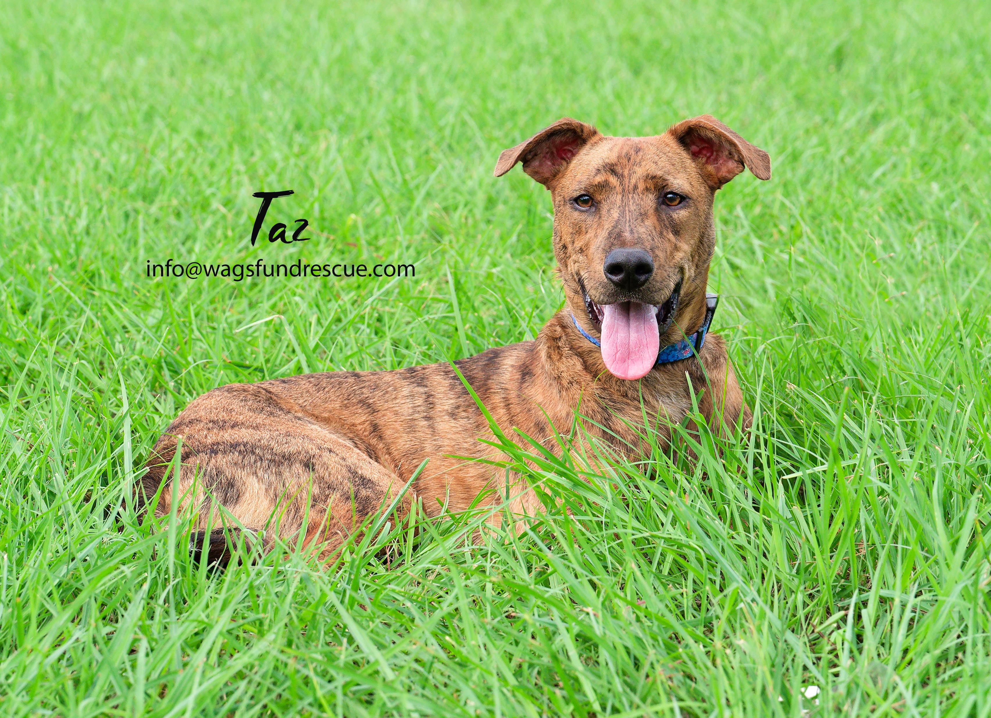 Taz, a Adoptable mixed breed in Houston, TX image 3/6