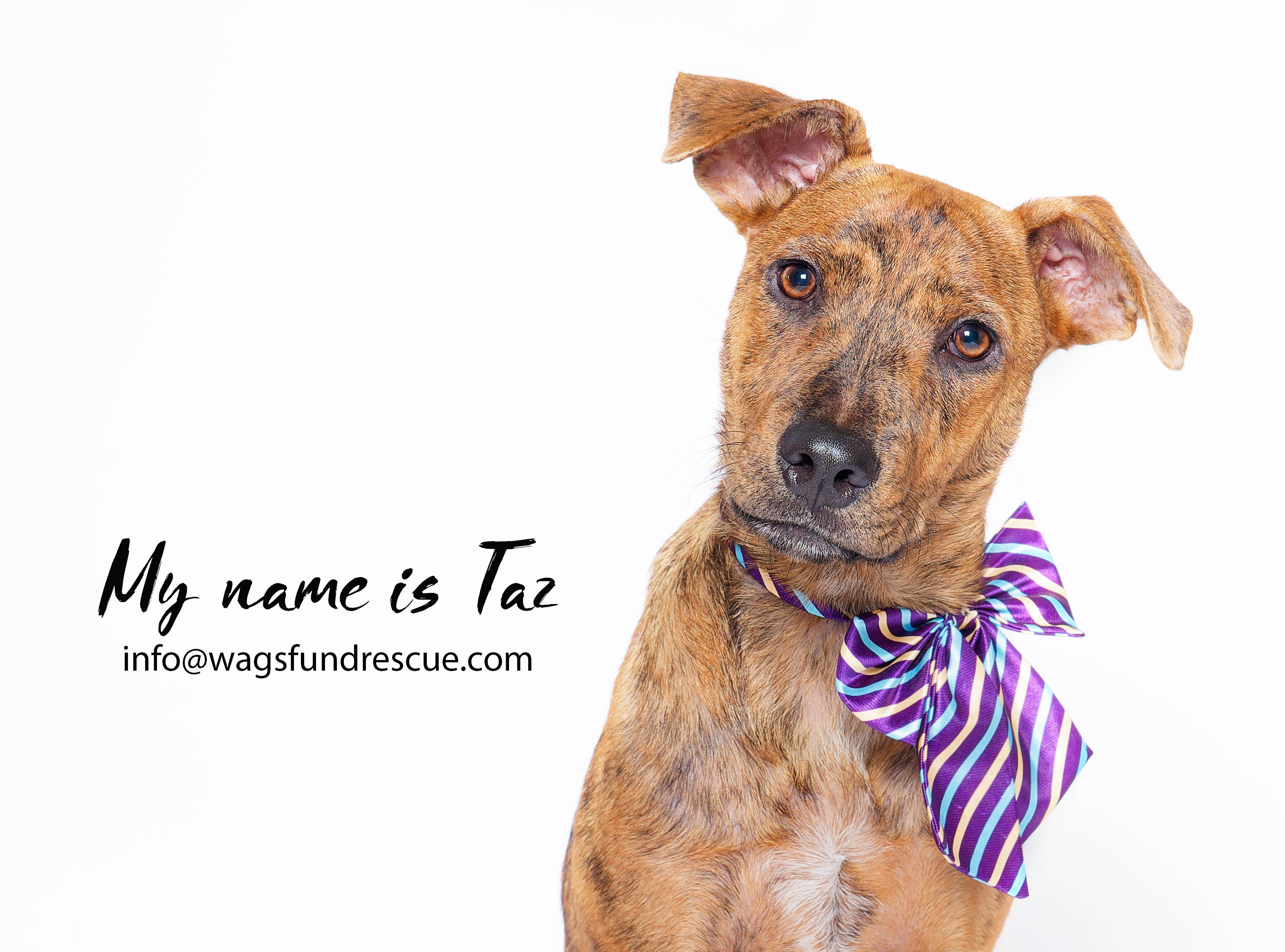 Taz, a Adoptable mixed breed in Houston, TX image 5/6