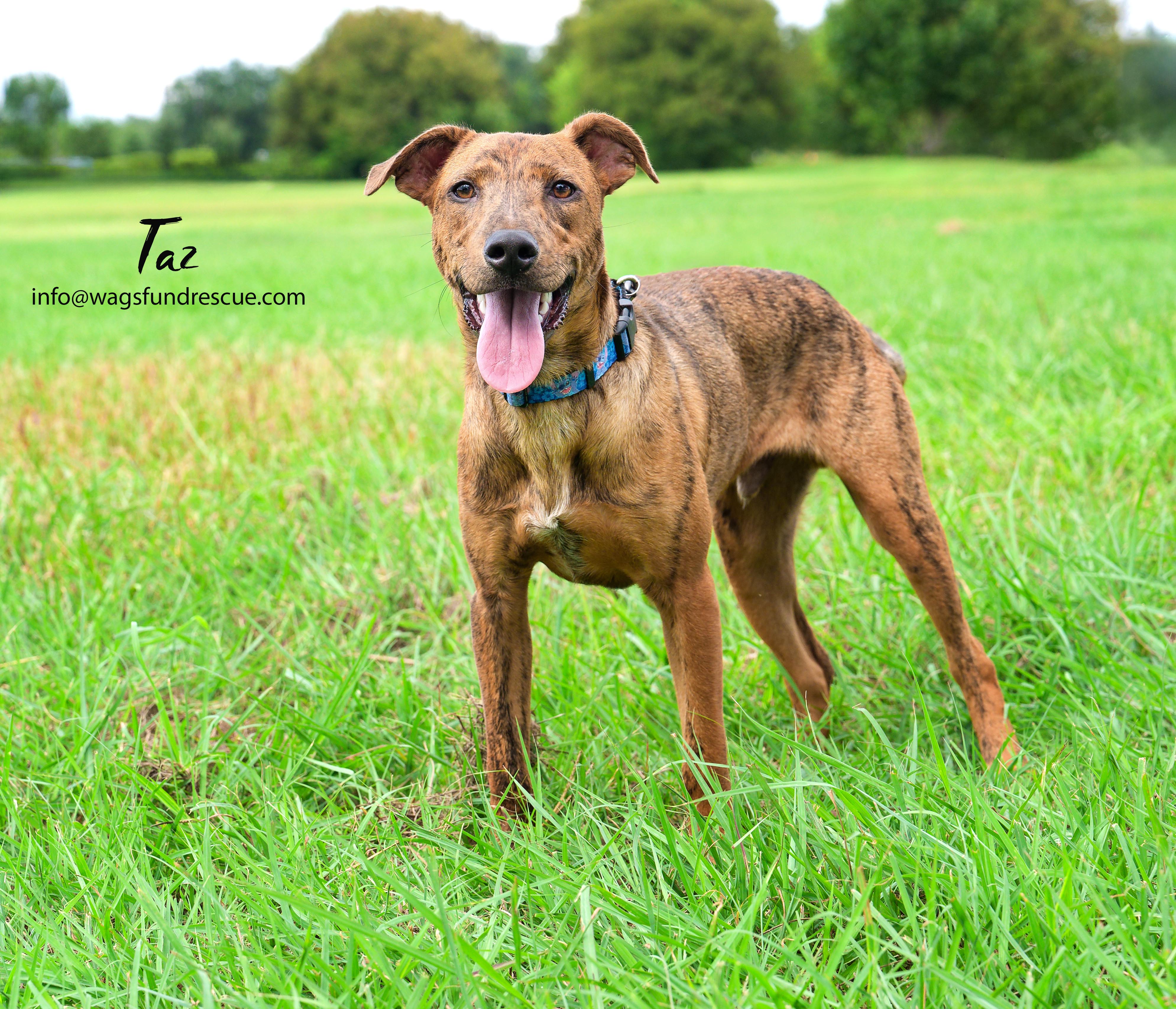 Taz, a Adoptable mixed breed in Houston, TX image 2/6