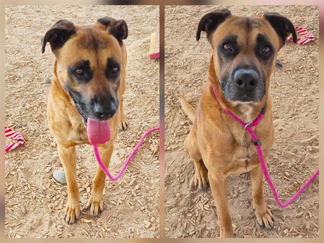 NACHO, Adoptable, Adult Male Rhodesian Ridgeback & Mixed Breed.