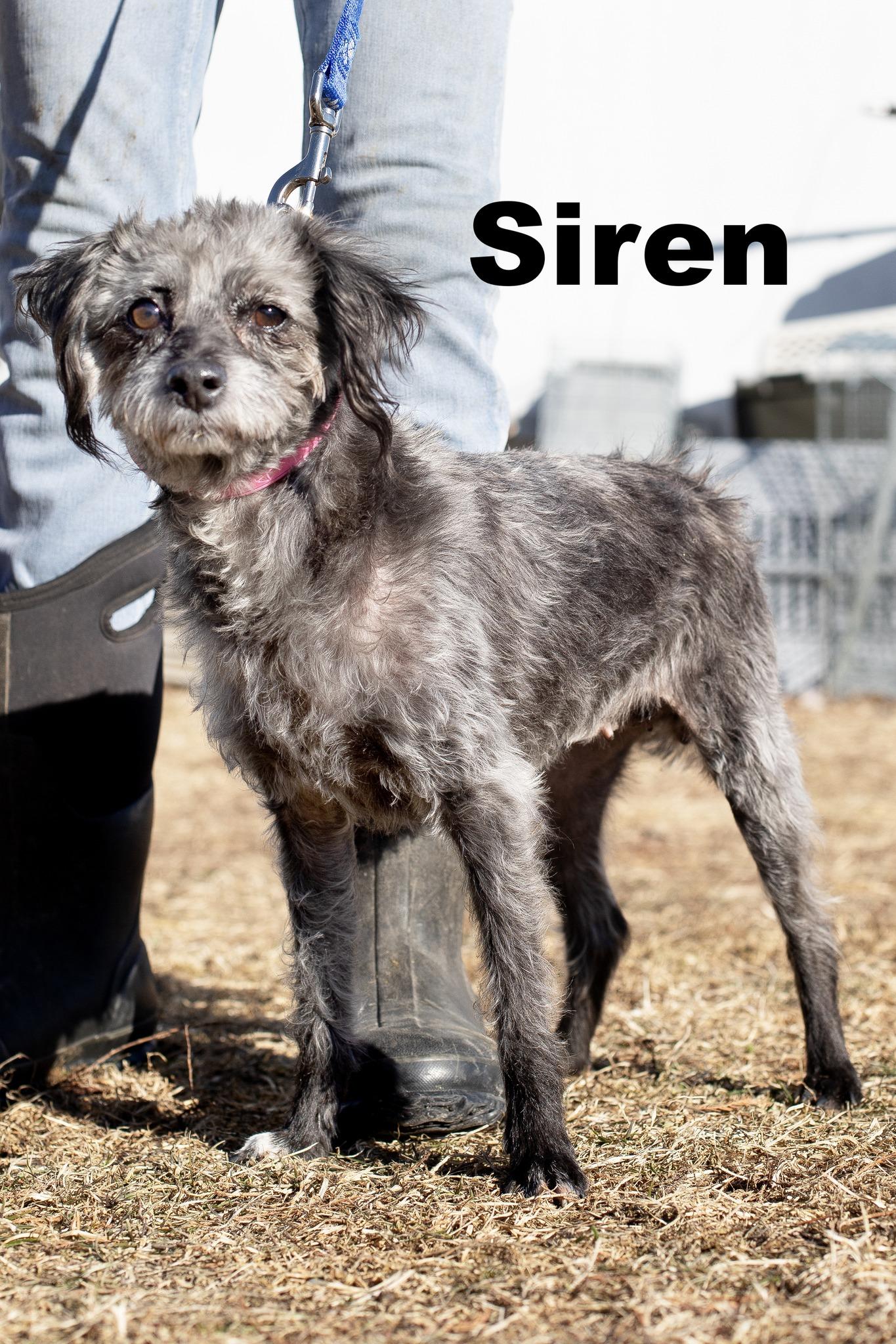 Enlarge Siren, an adopted Mixed Breed in Macomb, IL image 1/1