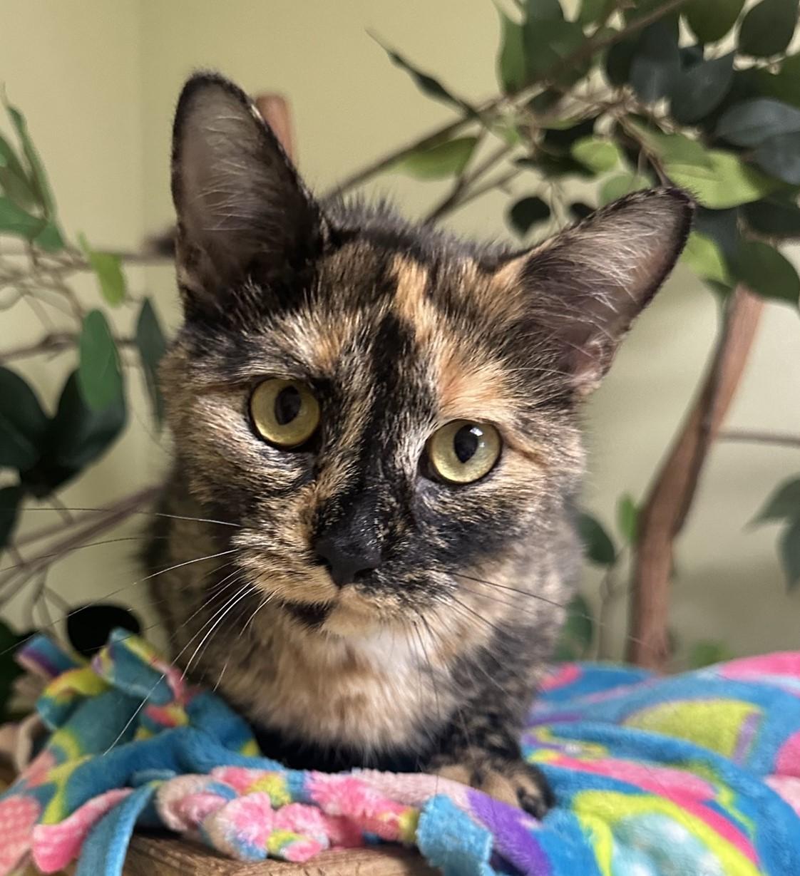 Clarabelle, Adoptable, Adult Female Domestic Short Hair.