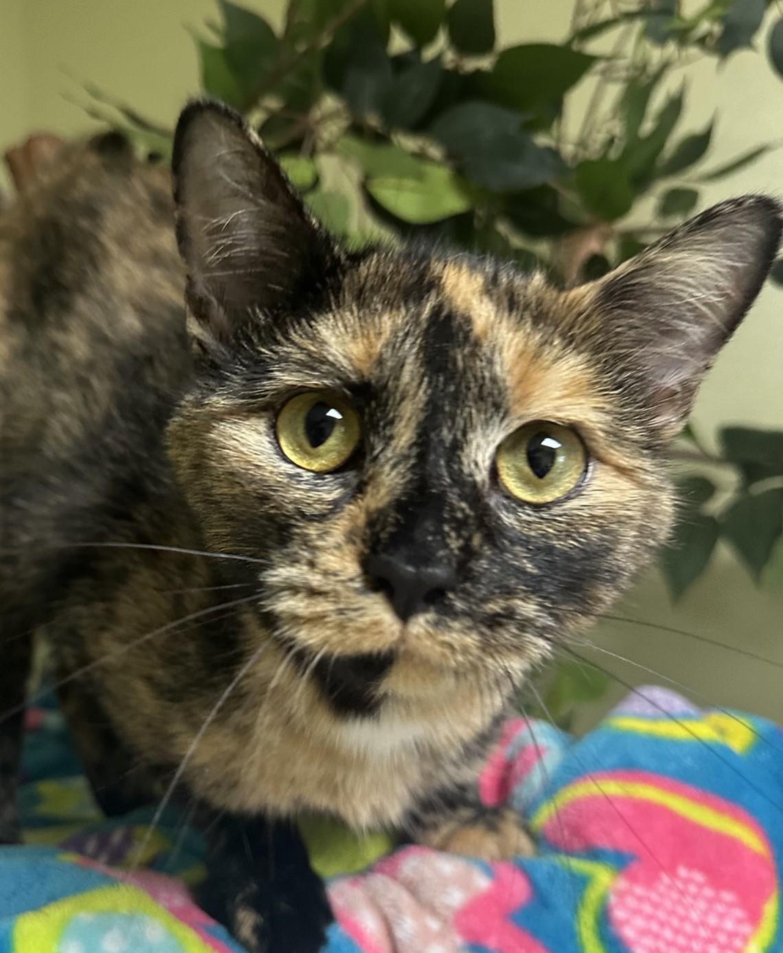 Clarabelle, a Adoptable Domestic Short Hair in Hastings, NE image 2/3