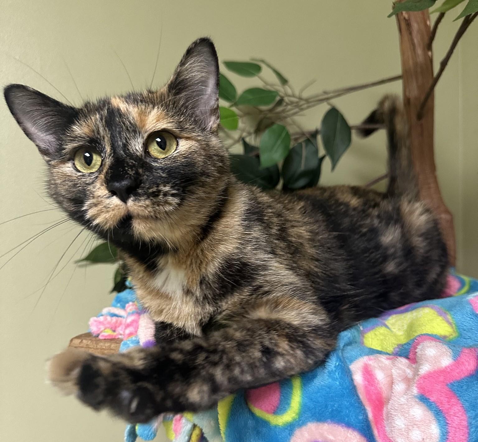 Clarabelle, a Adoptable Domestic Short Hair in Hastings, NE image 3/3