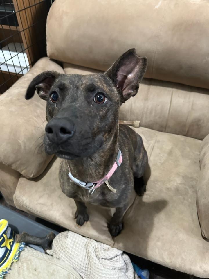 Venus, Adoptable, Young Female Pit Bull Terrier & Mixed Breed.