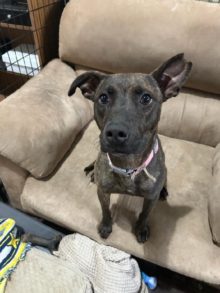 Venus, Adoptable, Young Female Pit Bull Terrier & Mixed Breed.