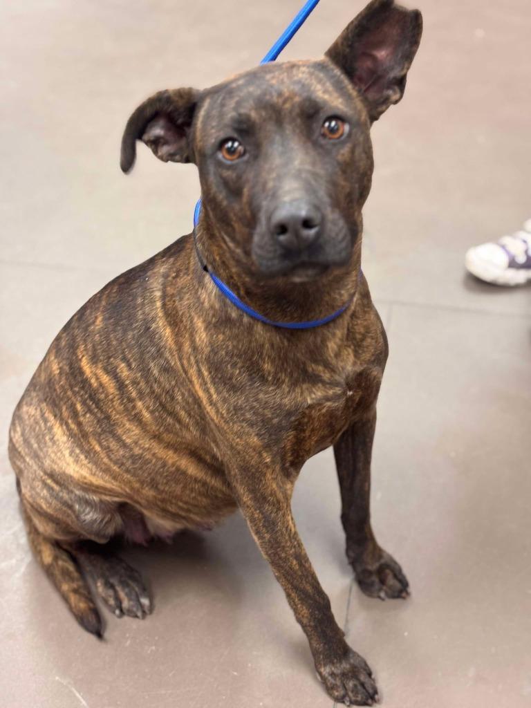 Enlarge Venus, a Adoptable mixed breed in Effingham, IL image 4/6