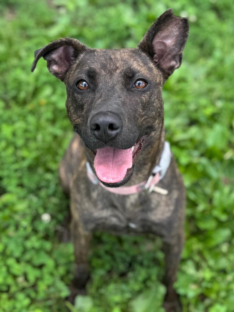 Enlarge Venus, a Adoptable mixed breed in Effingham, IL image 5/6