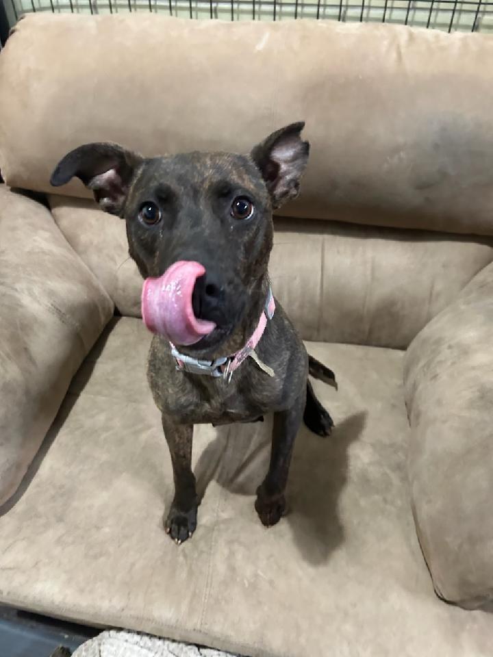 Enlarge Venus, a Adoptable mixed breed in Effingham, IL image 6/6