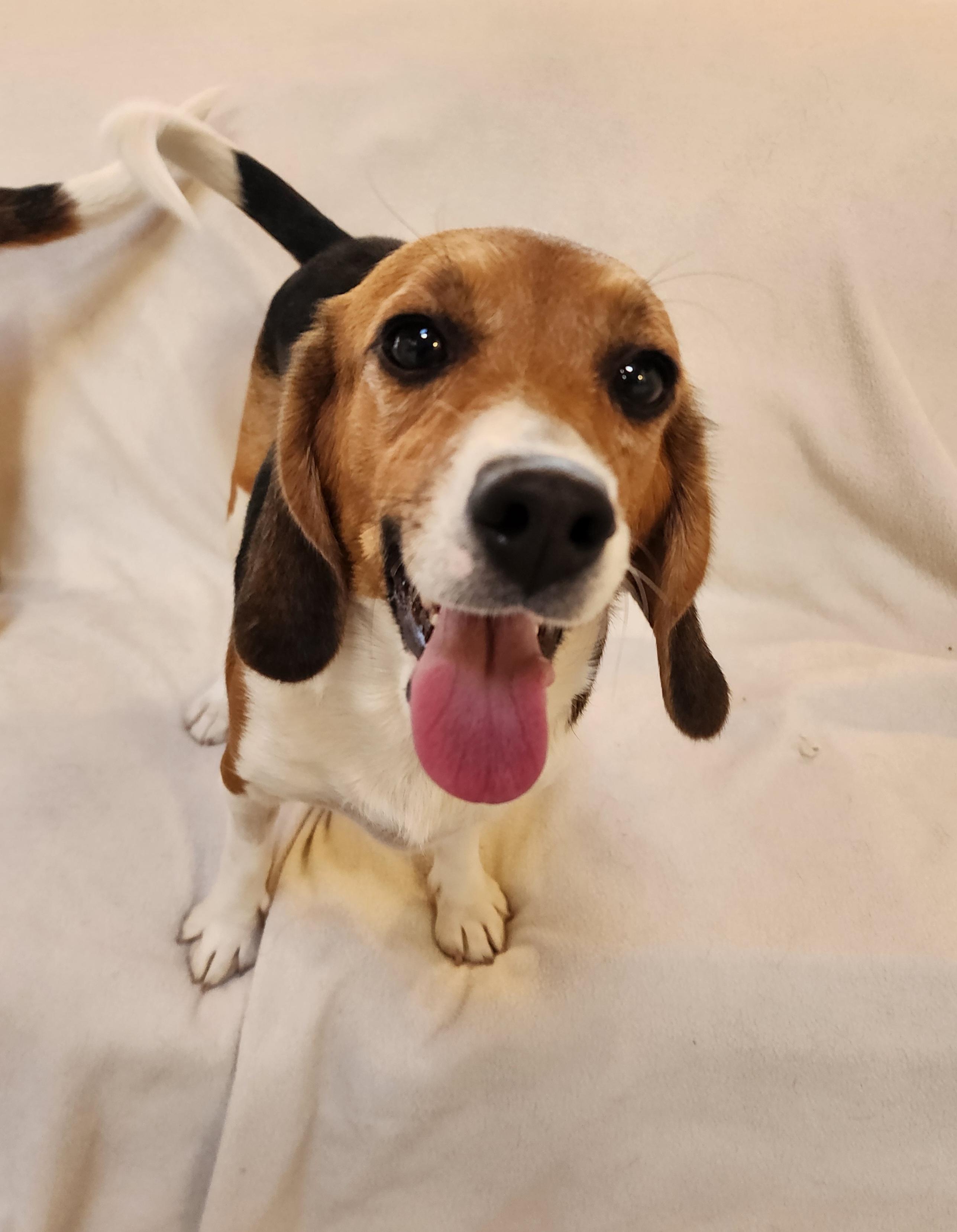 Greta, an adoptable Beagle in Hartville, WY, 82215 | Photo Image 1