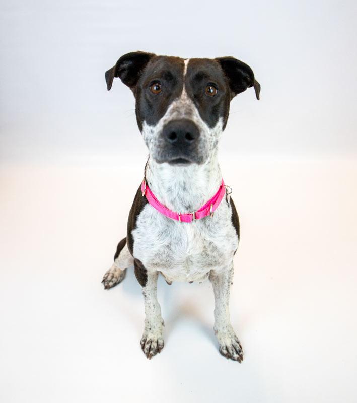 Enlarge Sylvie, an adopted mixed breed in Kennesaw, GA image 5/6