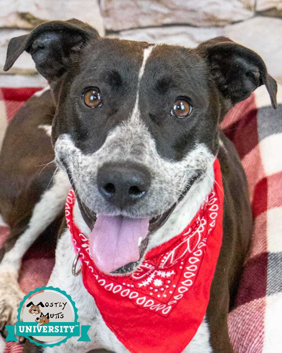 Enlarge Sylvie, an adopted mixed breed in Kennesaw, GA image 1/6