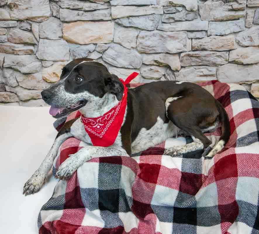 Enlarge Sylvie, an adopted mixed breed in Kennesaw, GA image 4/6