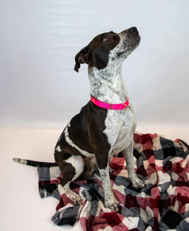 Enlarge Sylvie, an adopted mixed breed in Kennesaw, GA image 3/6