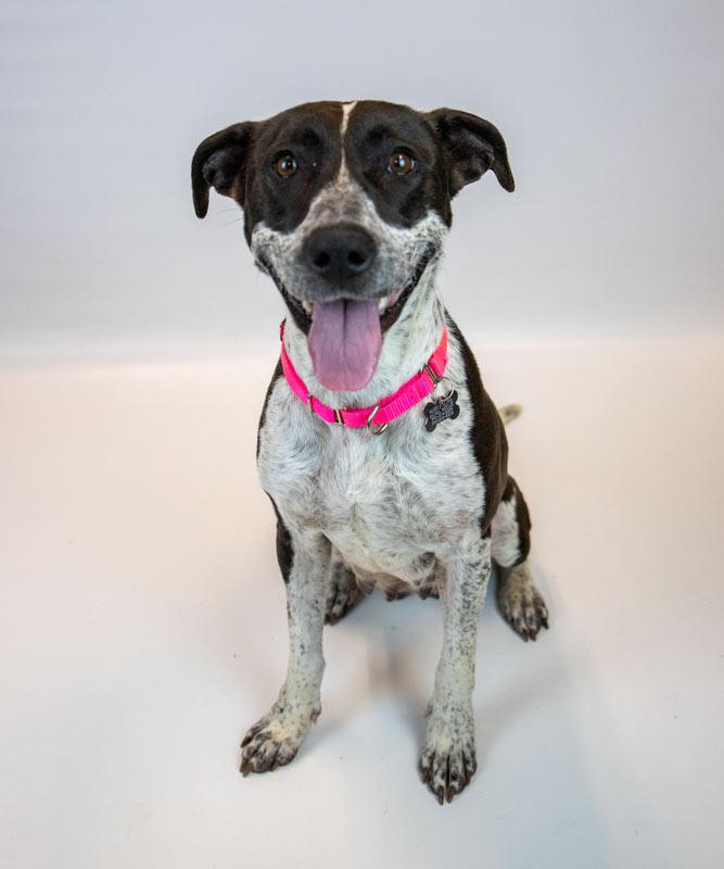Enlarge Sylvie, an adopted mixed breed in Kennesaw, GA image 6/6