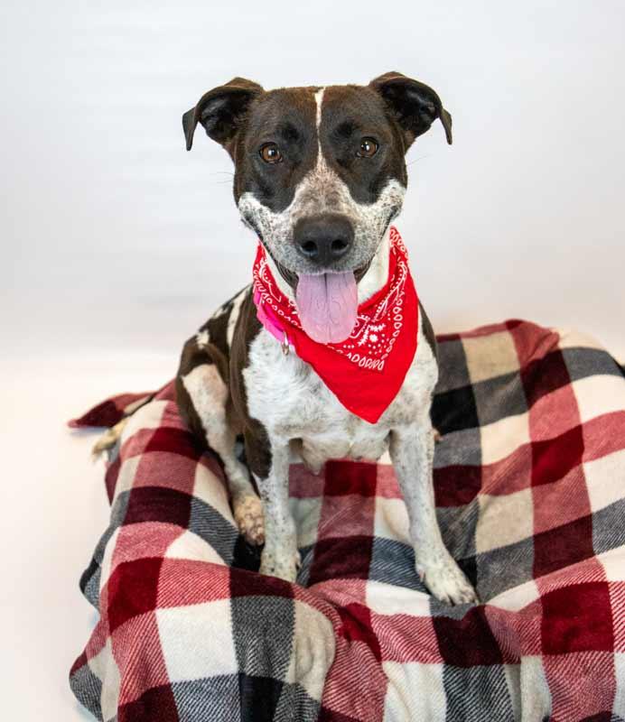 Enlarge Sylvie, an adopted mixed breed in Kennesaw, GA image 2/6