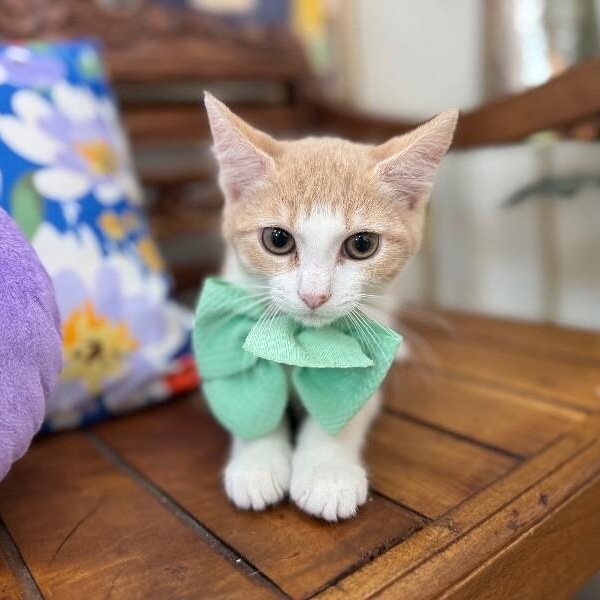 Rocket Guardians — thumbnail 2